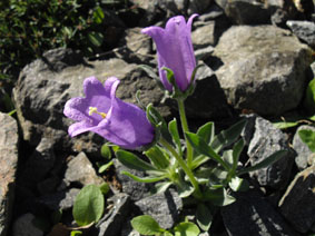 Campanula alpestris